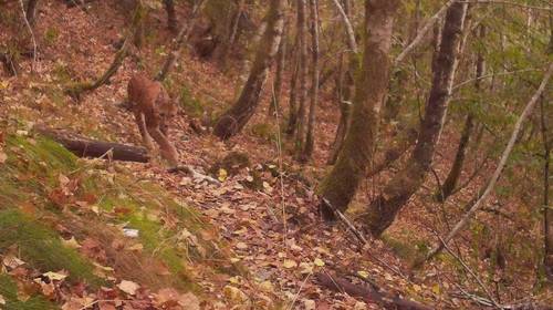 Na de wolf is nu ook de lynx terug in ons land