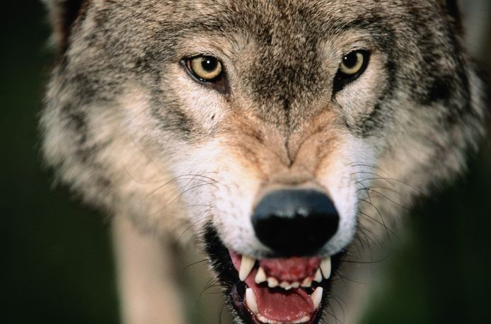 Wolf terug in Brabant? Is het nu niet, dan later wel | Brabant | bd.nl