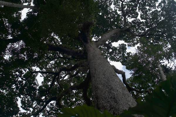 Roots of Life