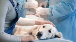 "Wrede" experimenten op honden verliezen subsidies, maar proeven gaan door