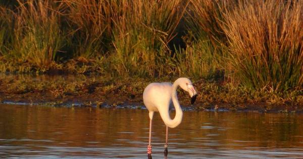 Flamingo gespot bij Vechtpark Hardenberg | Hardenberg - De Stentor