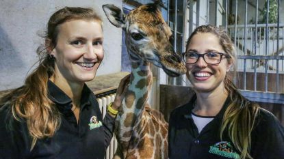 Jonge giraf Kundi sterft in Bellewaerde: "Na complexe breuk laten inslapen"