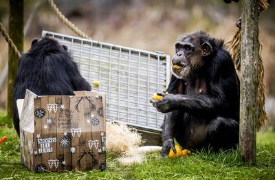 Ook de dieren in Safaripark Beekse Bergen hebben een kerstdiner
