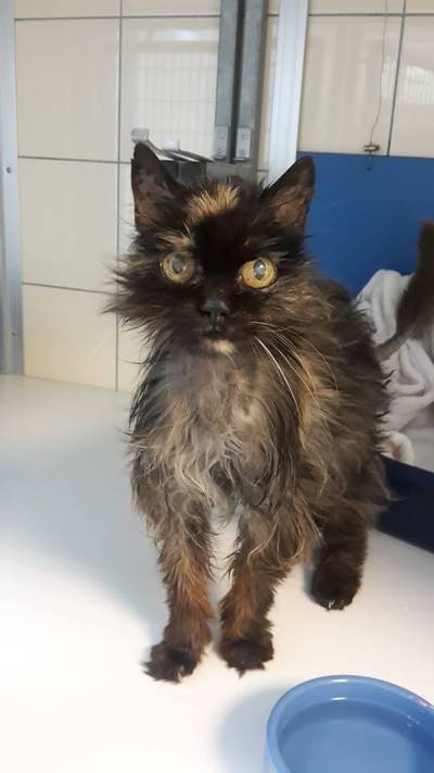 Vermiste kat Mulan na zeven jaar weer terecht, baasje onvindbaar
