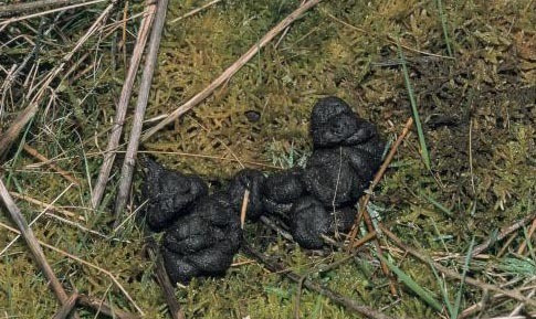Knokke Enquête Sur Ses Crottes De Chien Insolite 7sur7be