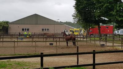 Vrouw zwaargewond naar ziekenhuis na trap van paard in Baak