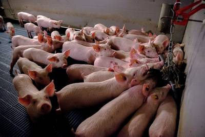 900 mestvarkens gestikt na inbraak in een varkensstal bij Vreden