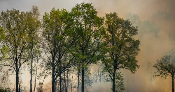 Flinke natuurbranden in Brabant, Limburg en Overijssel | Binnenland - Tubantia