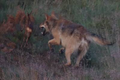 Wolf grijpt reekalf voor oog van Benny uit Epe: ‘Ik denk dat ik nooit meer zoiets moois zal zien’