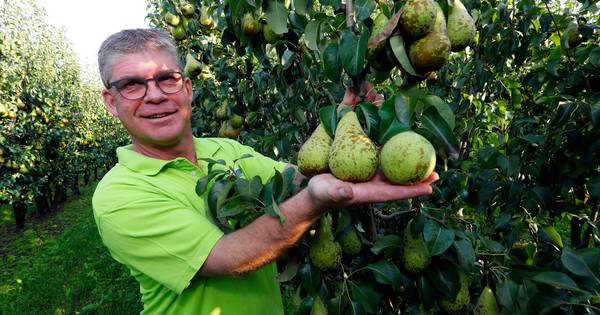 Goede peren- en appeloogst na zorgelijke zomer