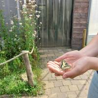De vlindertuin in Zutendaal is ook een alarmbel voor de biodiversiteit