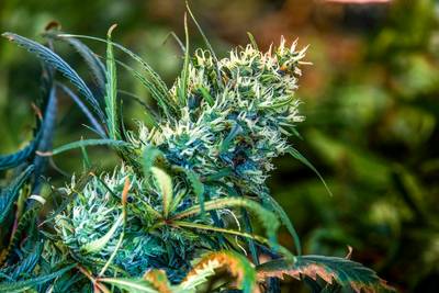 Wietkwekerij gevonden in woning in Velp