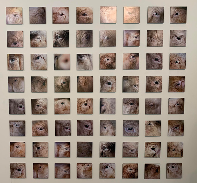 Uitvaartmuseum Die Laatste Blikken Van De Slachtvarkens - 