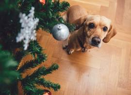 Oei, déze kerstplanten kunnen giftig zijn voor huisdieren