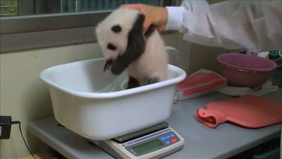 Babypanda kerngezond vijf jaar na overlijden van vorige welp