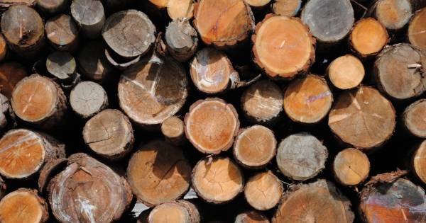 Houtverwerker Van Eijbergen naar voormalig pand snoepfabriek Dieren