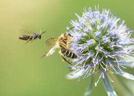 Wat is nu precies het verschil tussen wespen, bijen en hommels? 