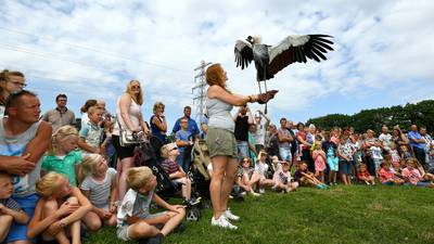 Duizenden bezoekers vieren het feestje voor de 'Valkenezen'