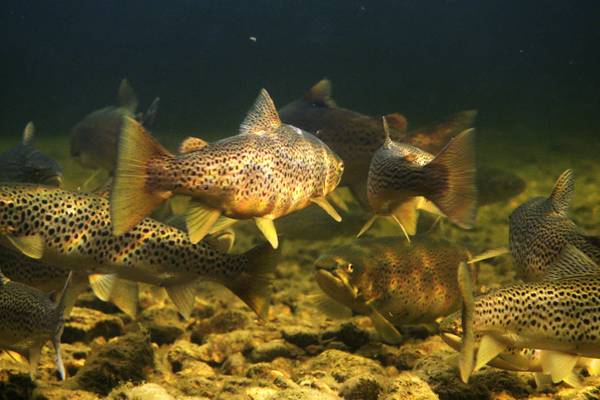 Finnish lake wildlife
