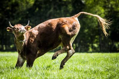 Bekende koe Hermien na maanden op stal dolblij in de wei
