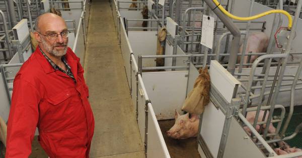 Subsidie voor stoppende varkensboeren? 'Dat helpt ons niet' - Tubantia