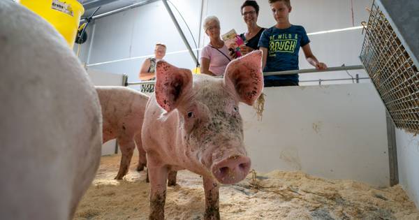 Boerenbedrijf in het zonnetje in Delden