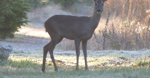 Ree geniet op Twickel van de eerste zonnestralen