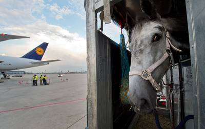 De wereld van topruiters kent ook een schimmige kant