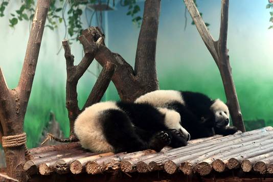 De panda's Yuanman en Meilan.
