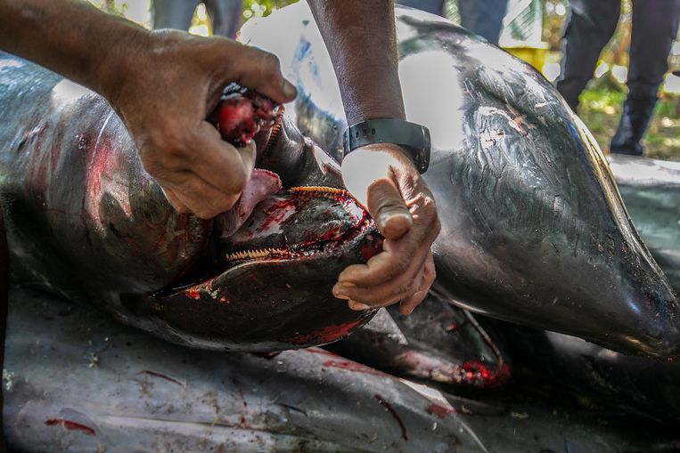 De open mond van een van de dode dolfijnen lijkt olie te tonen.