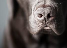 onze hond iemand in zijn hand beet