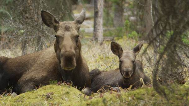 Meet the Moose Family: Natural World