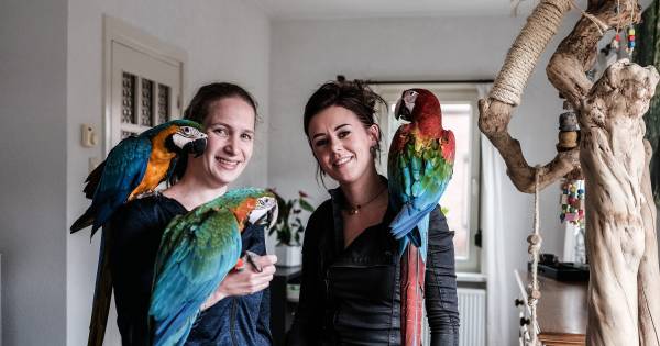 Debbie traint haar papegaai om vrij te vliegen: 'Bij een hond hak je toch ook de pootjes niet af?' -