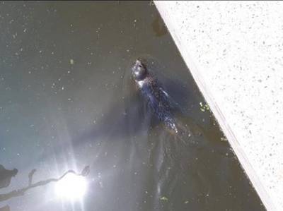 Verdwaalde zeehond zwemt rond bij Amsterdam, op zoek naar de zee