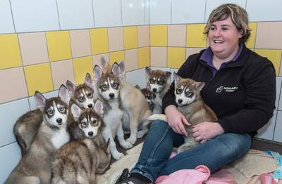 ‘Broodfokkers’ dumpen negen zwaar verwaarloosde pups in velden bij Sint Agatha