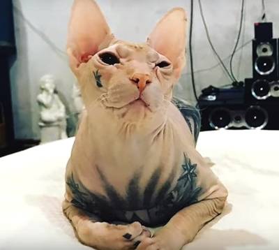 Getatoeëerde naaktkat Bes ontsnapt, volgers baasje blij: ‘Die wilde niet nog meer pijn’