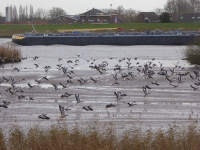 Uiterwaarden Amerongen en Elst wellicht onder water
