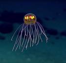 Marianentrog, de diepste plek op aarde, geeft geheimen (nog) niet prijs: oceanograaf verliest levenswerk