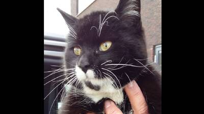 Oostenrijkse kat lift honderden kilometers mee naar Nederland