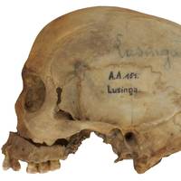 260 geroofde menselijke schedels uit Belgische koloniale tijd voor het eerst getoond aan beperkt publiek: ‘Ik wil dat ze in vrede rusten’