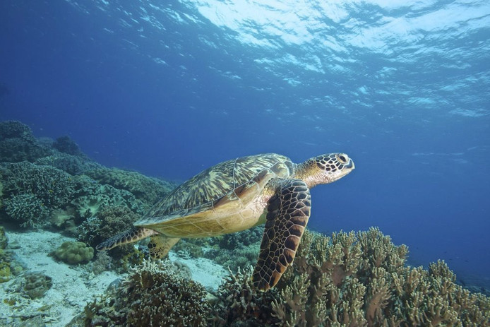 Een groene zeeschildpad