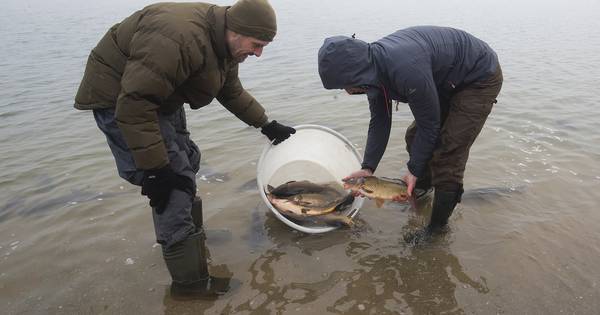 250 karpers uitgezet in Rhederlaag (video) - De Gelderlander