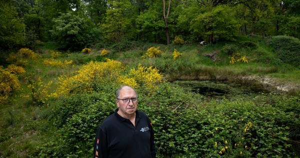 Noodkreet uit Milheeze: 'Wolven kunnen een plaag worden' - Eindhovens Dagblad