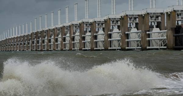 Nieuwe zeer giftige snoerworm in Oosterschelde | Zeeuws nieuws - PZC