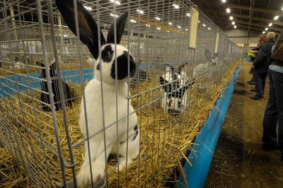 Nieuwe vereniging in Hof van Twente voor liefhebbers van showkip en -konijn