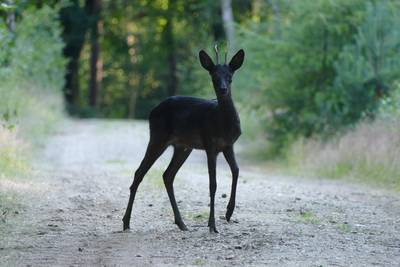 Natuurfotograaf spot zeldzame zwarte ree in Utrechtse bossen