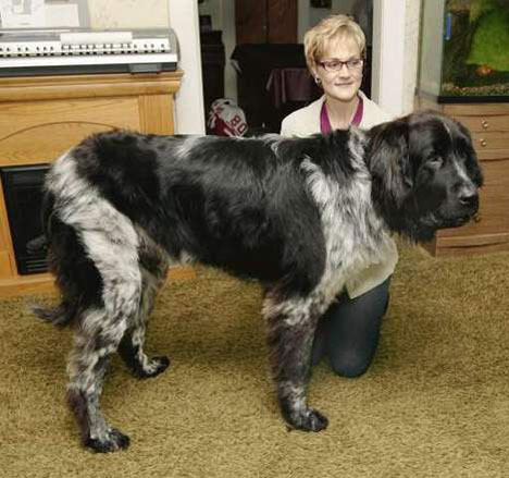 Toutes Les Races De Gros Chiens Le Blog De Theseb67