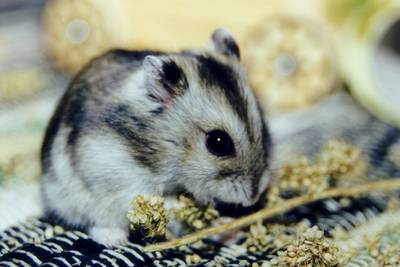 Hamster geweigerd tijdens vlucht, baasje spoelt het beest door de WC