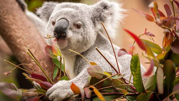 De zoo: achter de schermen
