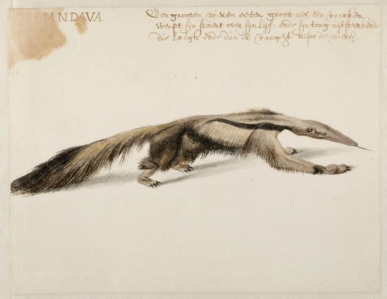 Zeventiende Eeuwse Schilder Frans Post Tekende Wel Dieren Het Parool